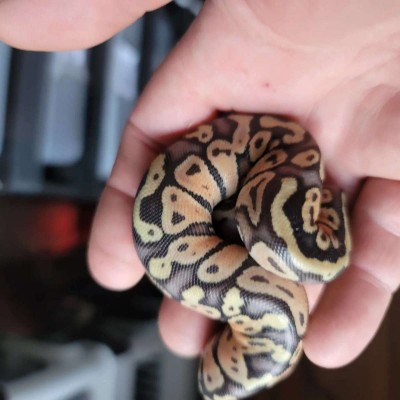 animal image