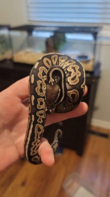 animal image
