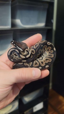 animal image