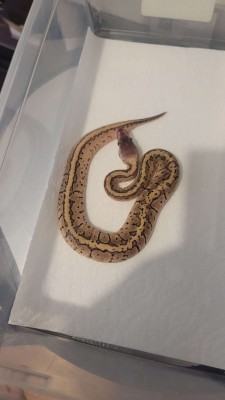 animal image