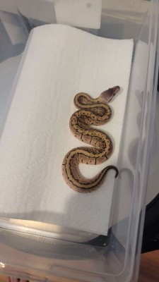 animal image