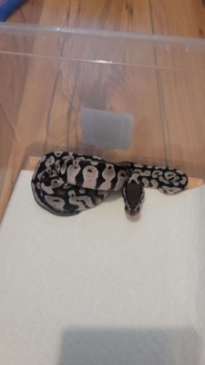 animal image