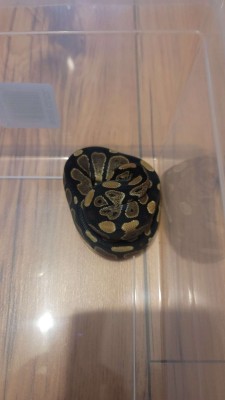 animal image