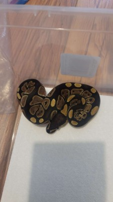animal image