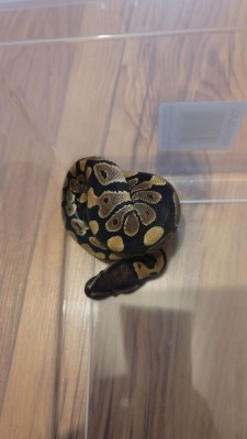 animal image