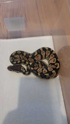 animal image