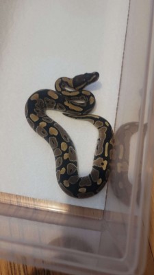 animal image