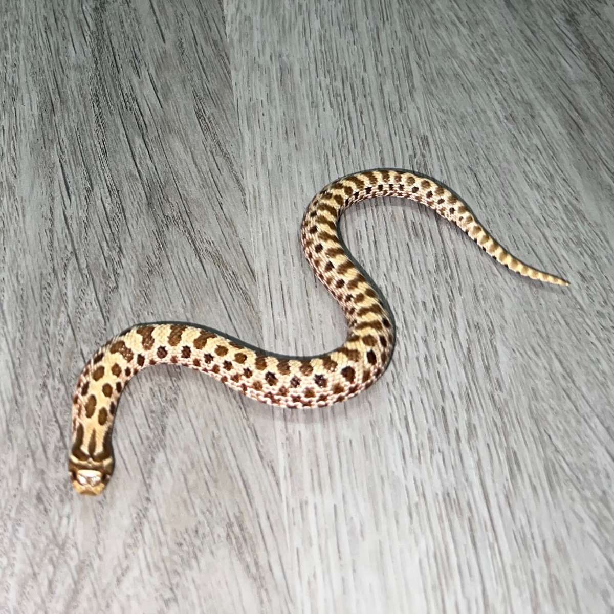 animal image