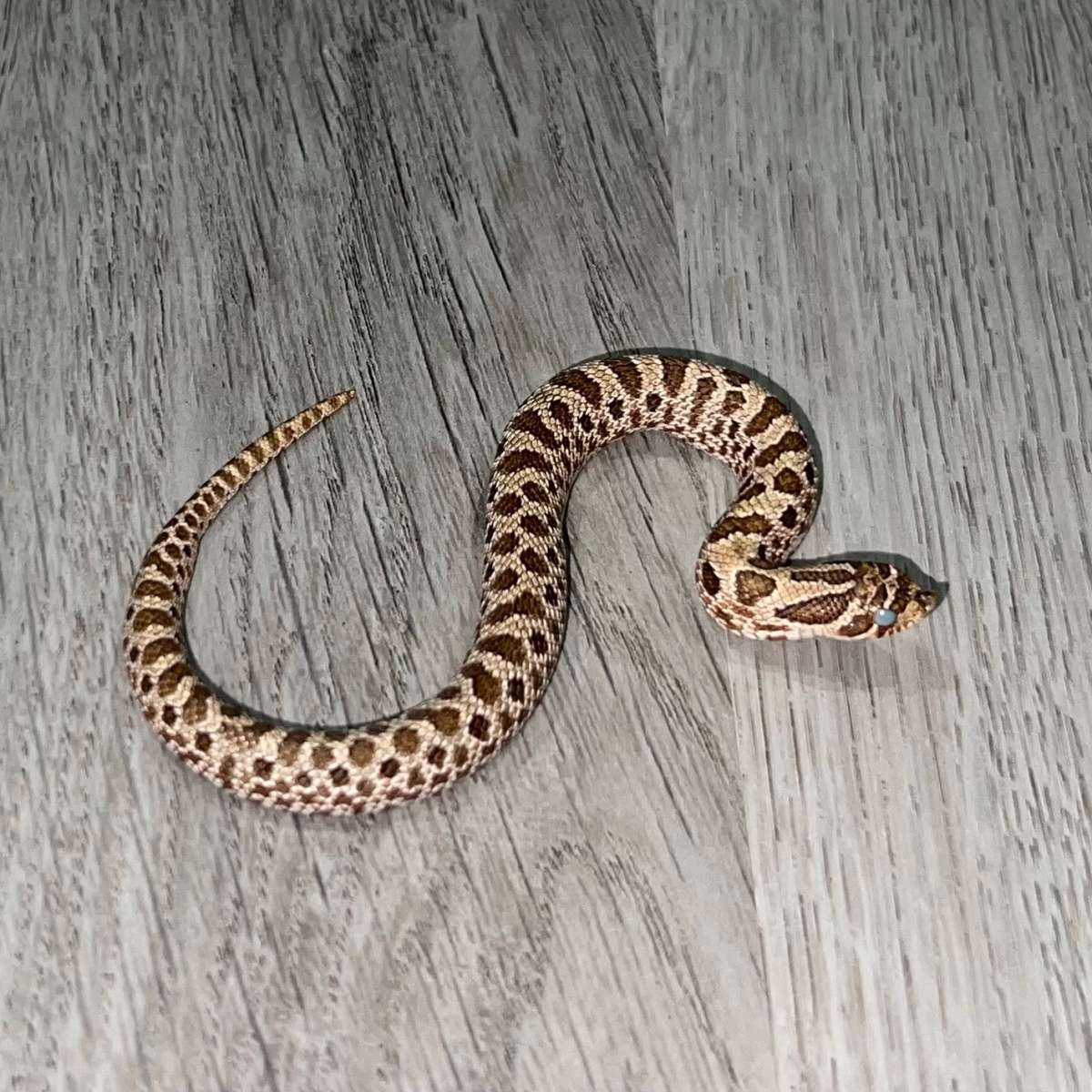 animal image