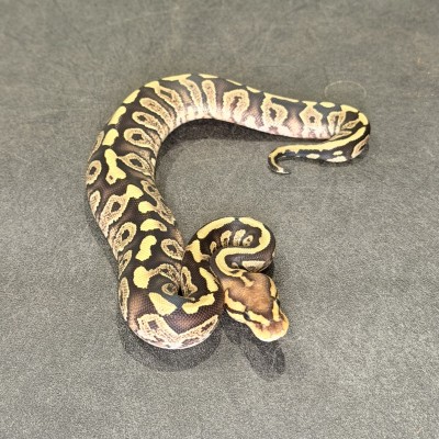 animal image
