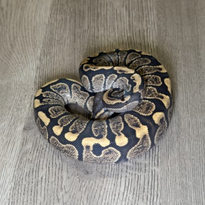 animal image