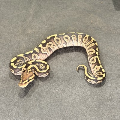 animal image