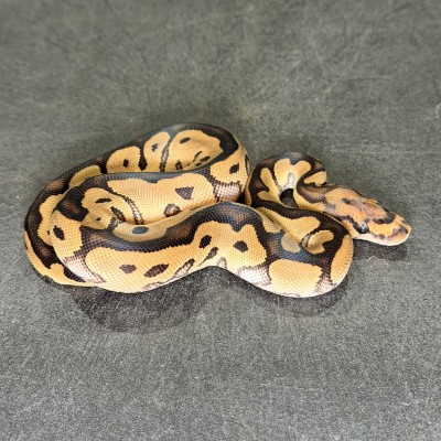 animal image