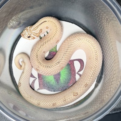 animal image