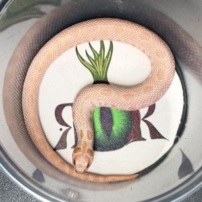 animal image