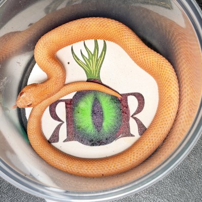 animal image