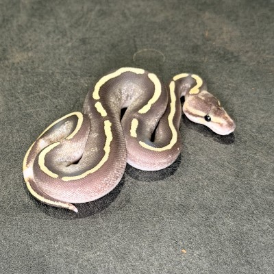 animal image