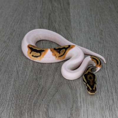 animal image
