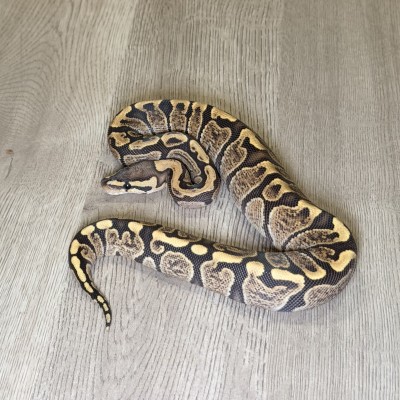 animal image
