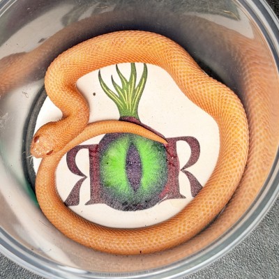 animal image