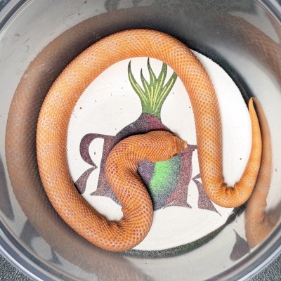 animal image