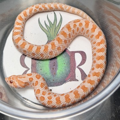 animal image