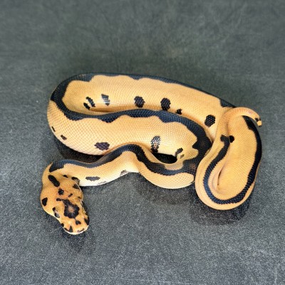 animal image