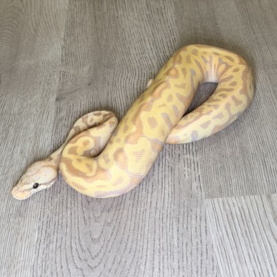 animal image
