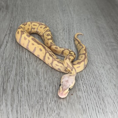 animal image