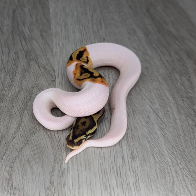 animal image