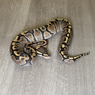 animal image