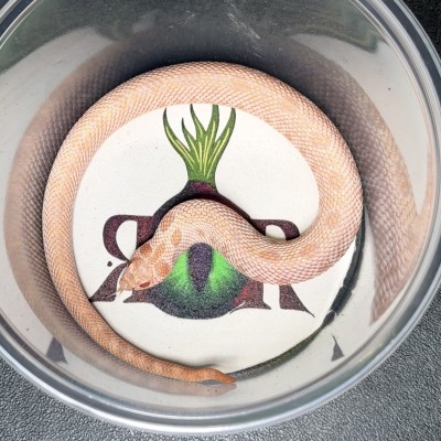 animal image