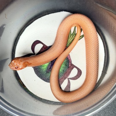 animal image