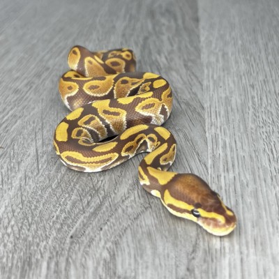 animal image