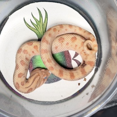 animal image
