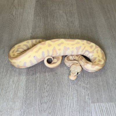animal image
