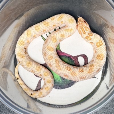 animal image