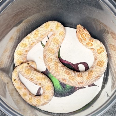 animal image