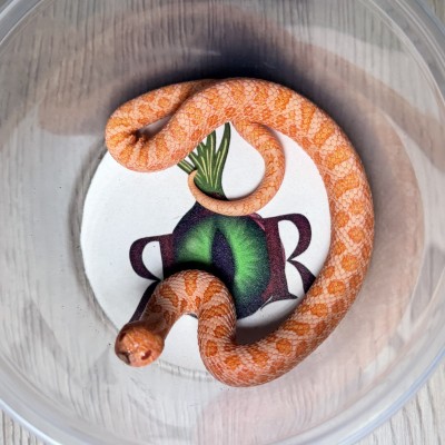 animal image