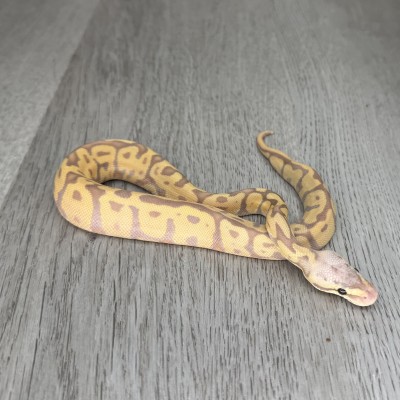 animal image
