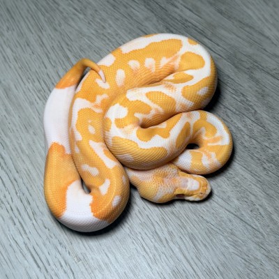 animal image