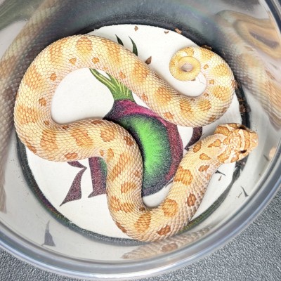 animal image