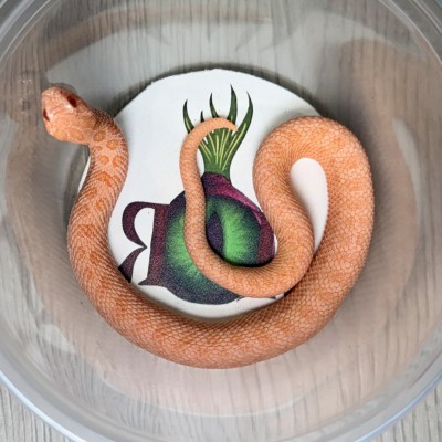 animal image