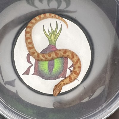 animal image