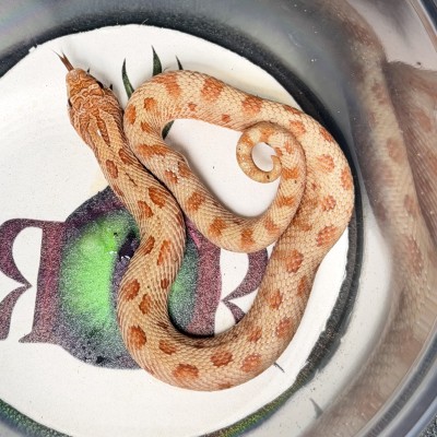 animal image