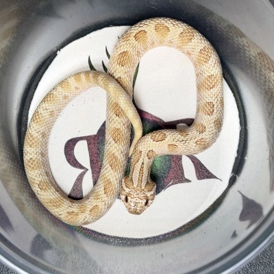 animal image