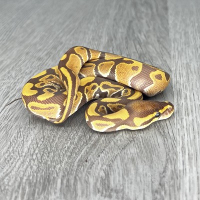 animal image