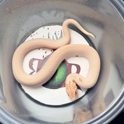 animal image
