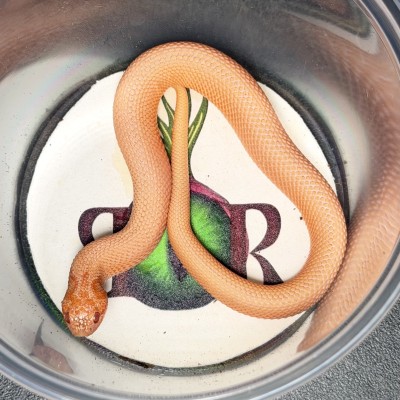 animal image