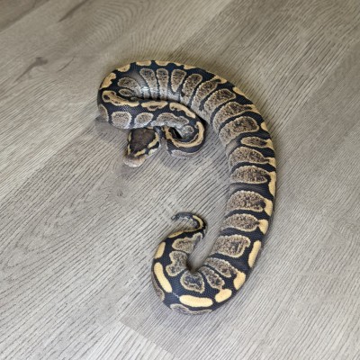 animal image